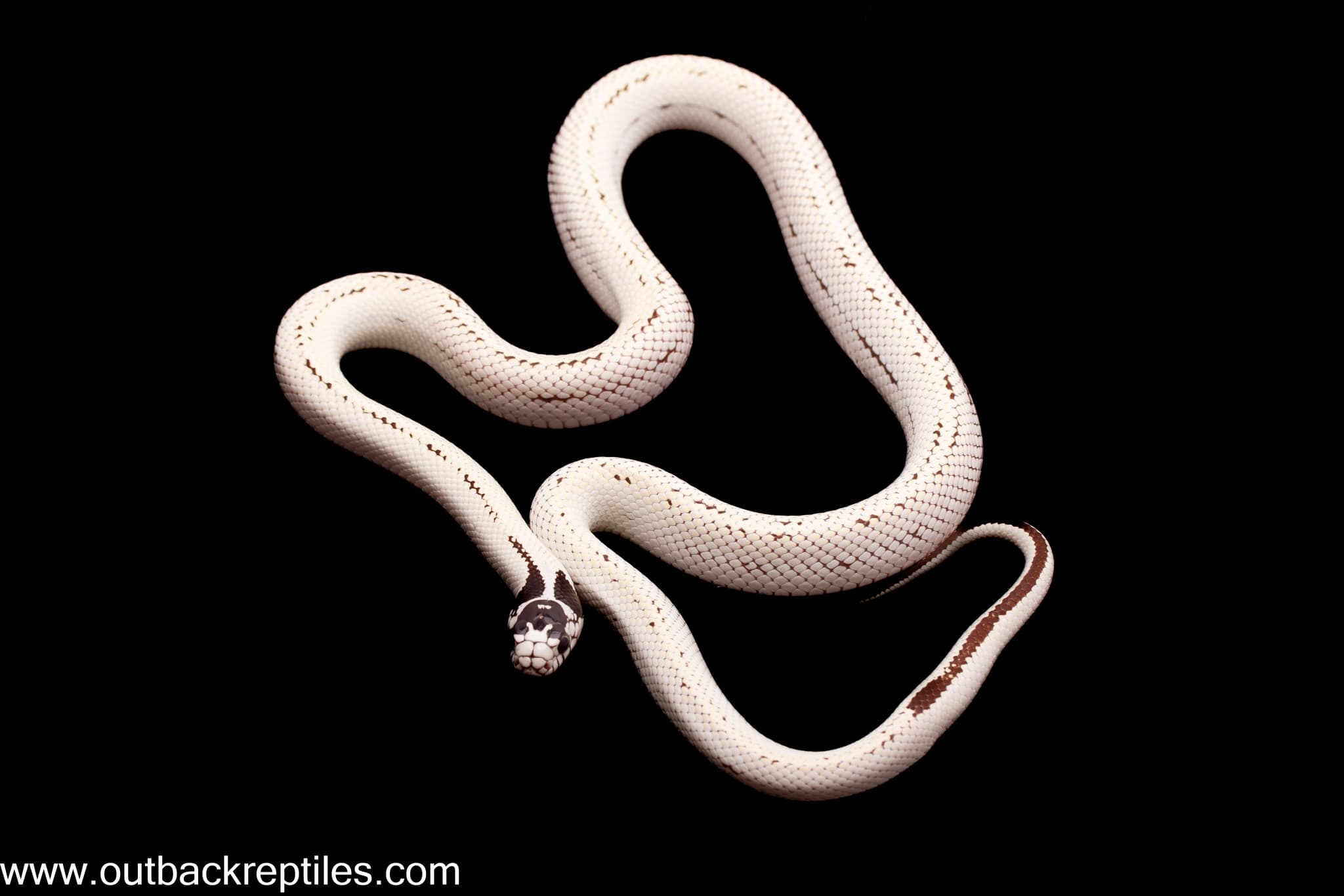 2025 High White California Kingsnake- Male #1