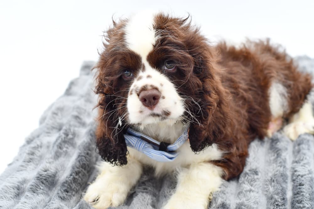 Cocker Spaniel (M) 40407