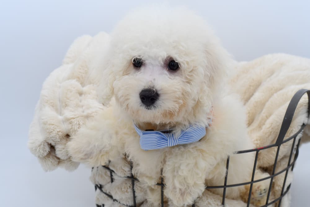 Bichon Frise (M) 40415