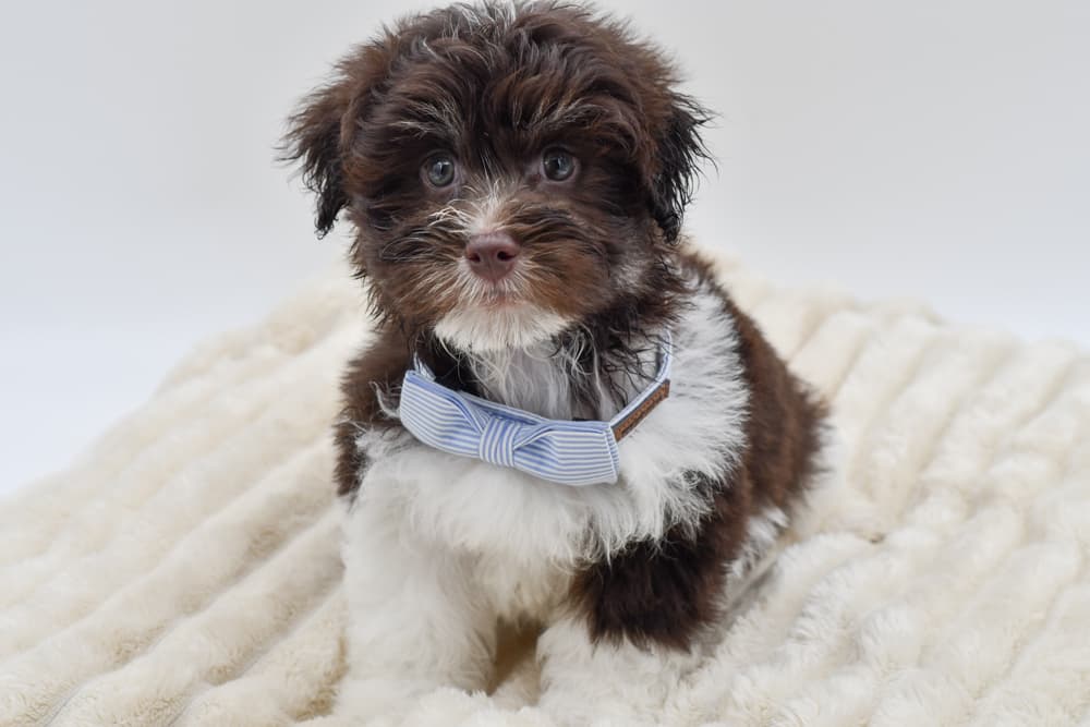 Havanese (M) 40429