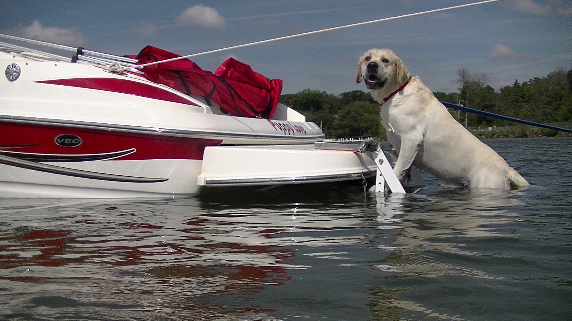 Scratch &amp; Dent: Pet Loader H2O and H2O XL - thumbnail 2