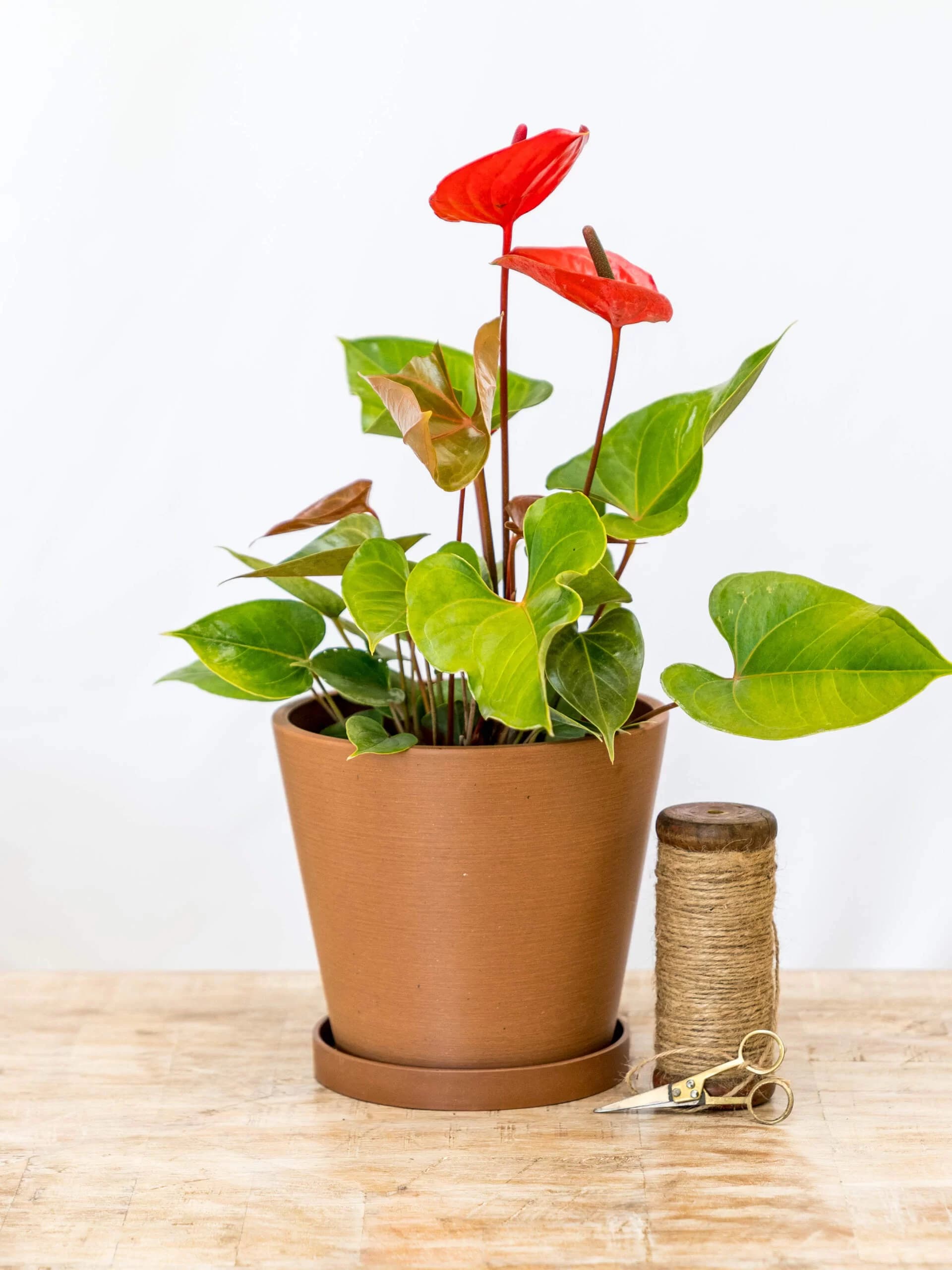 Selva Planter 8-inch