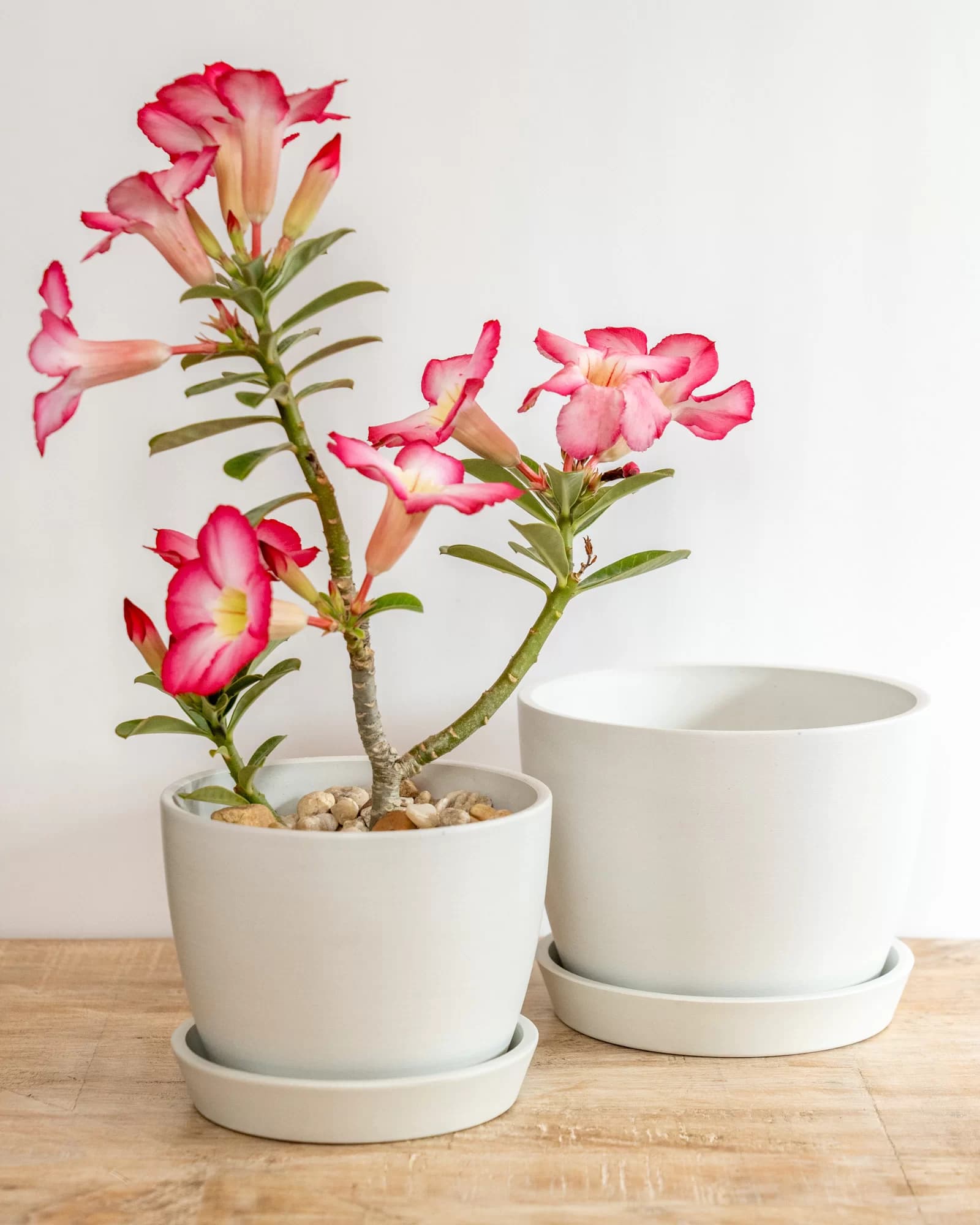 Meseta Planter 6.5-inch - thumbnail 2