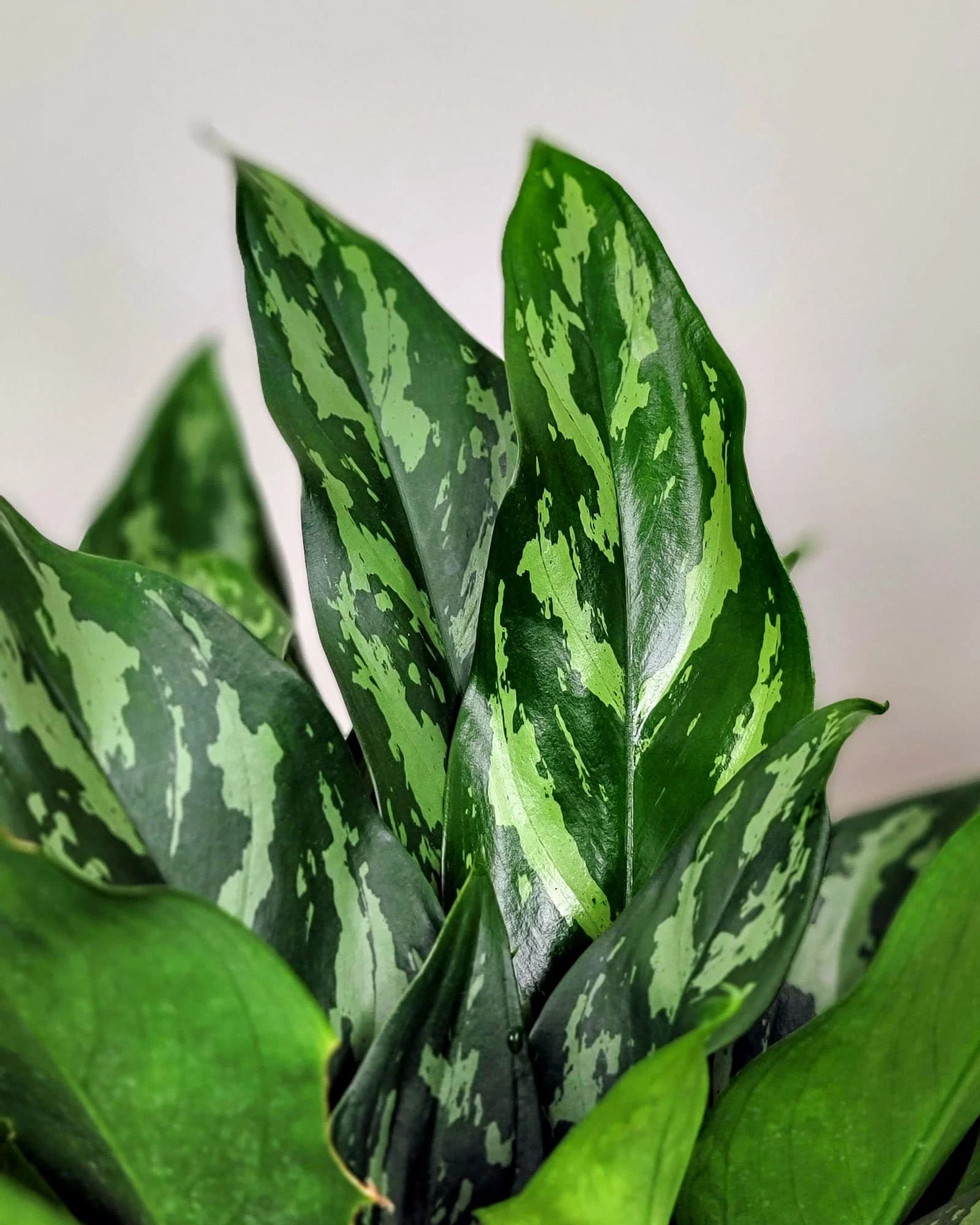 Aglaonema ‘Mary Ann’ - thumbnail 2