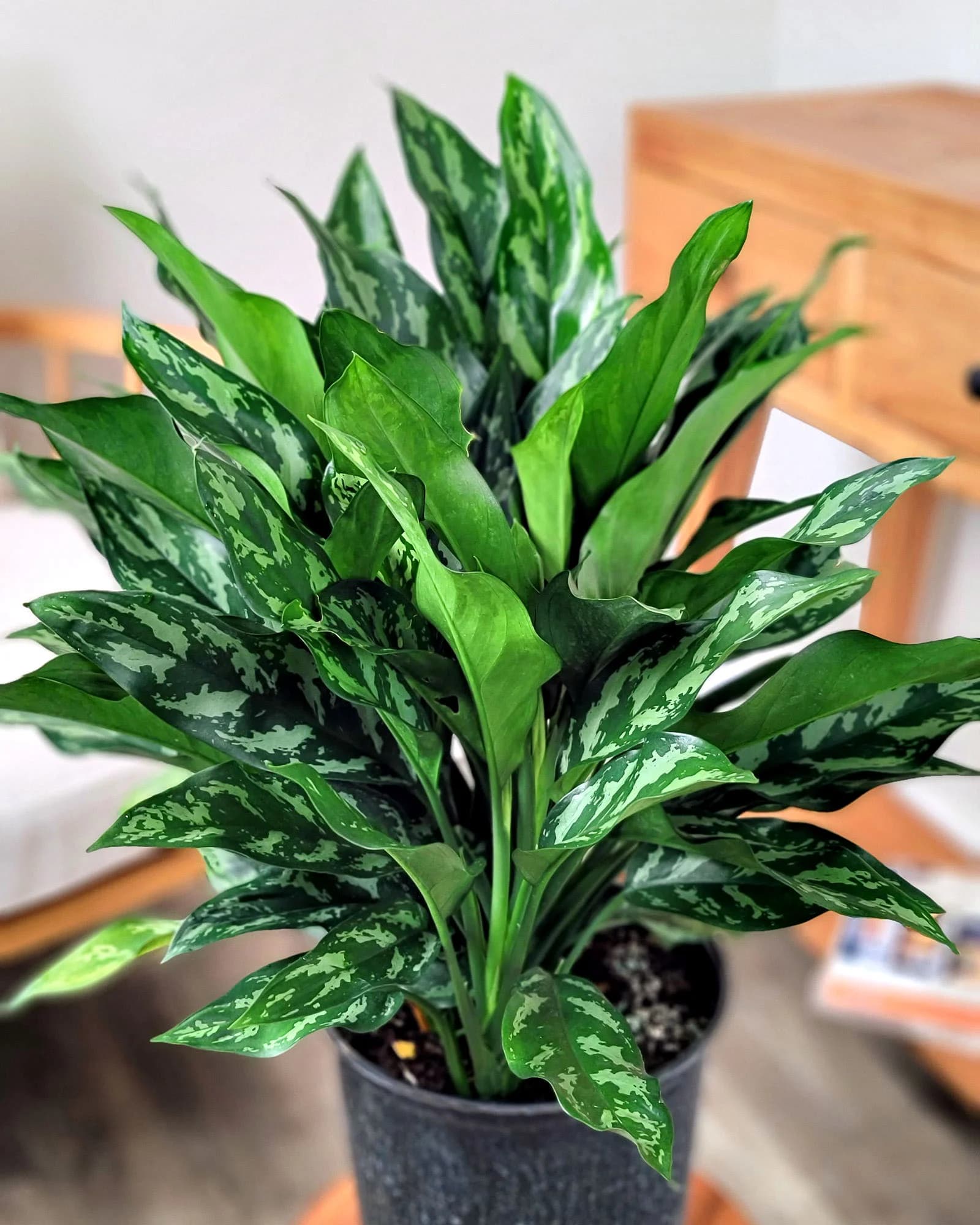 Aglaonema ‘Mary Ann’