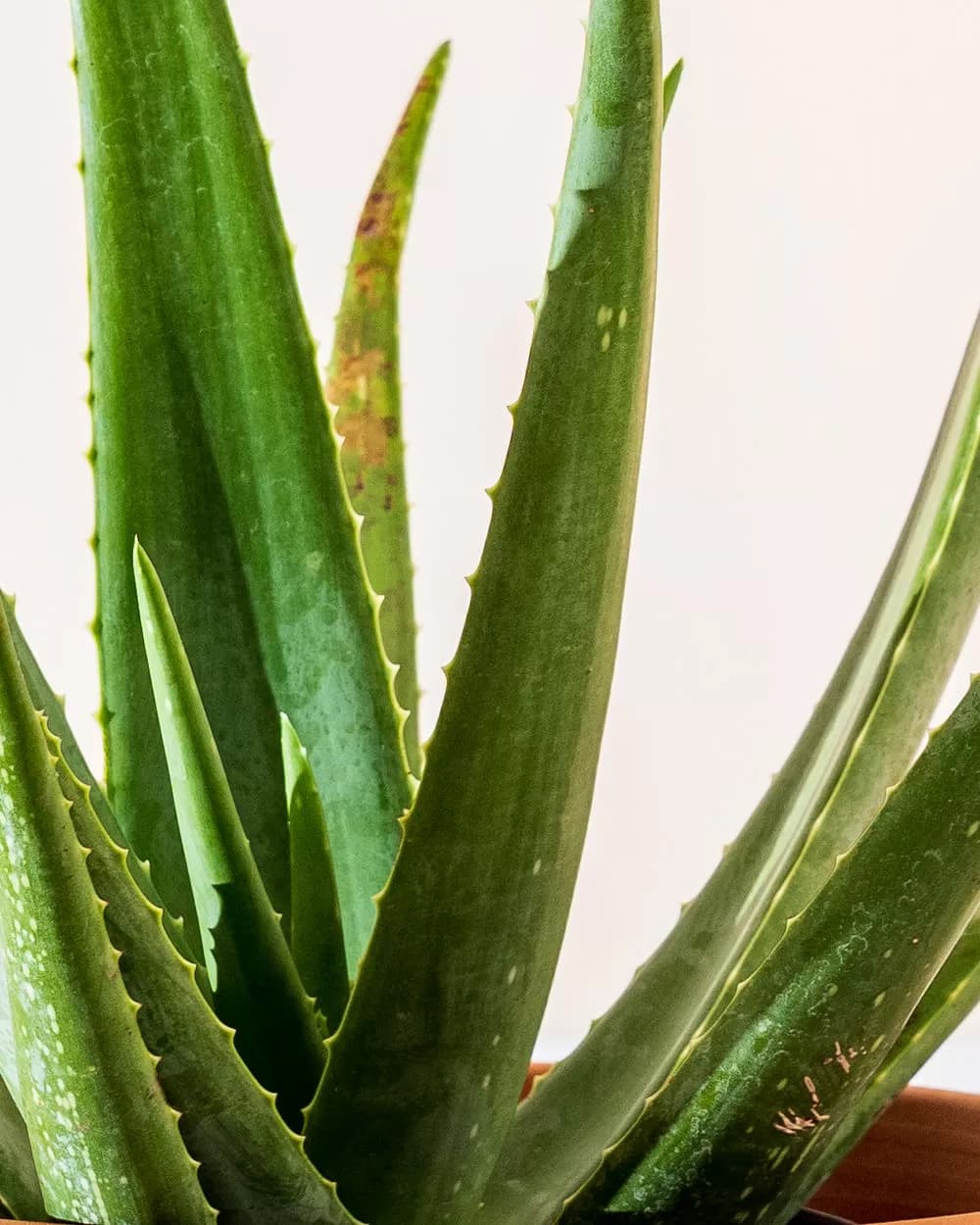 Aloe vera - thumbnail 2