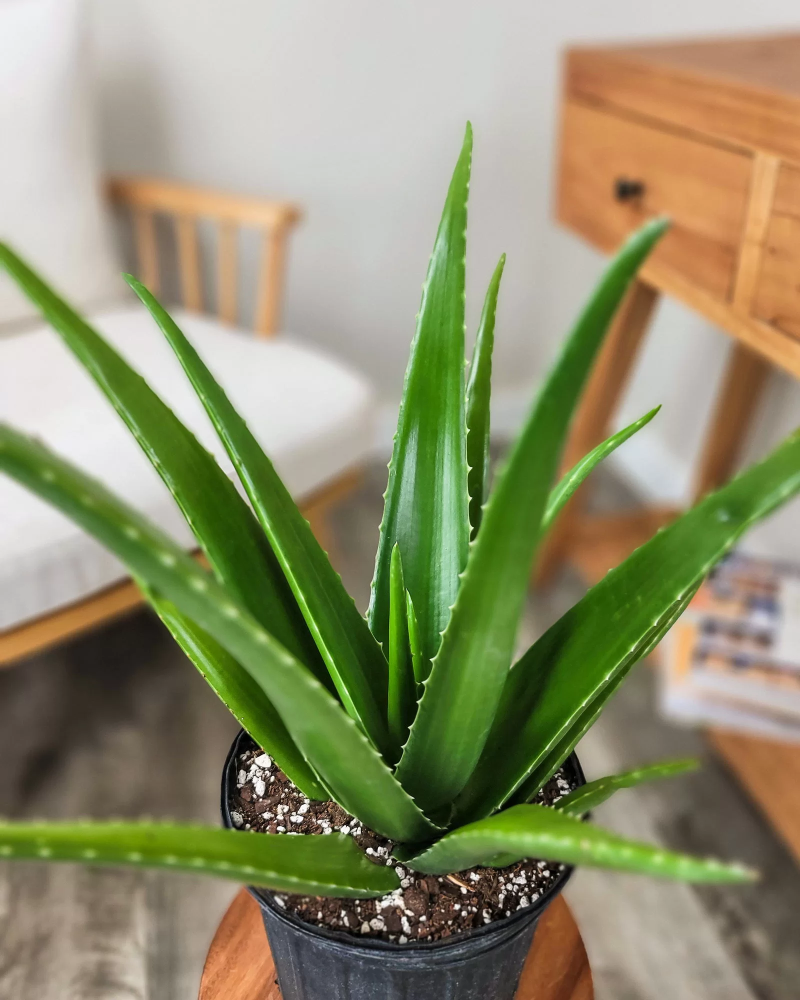Aloe vera