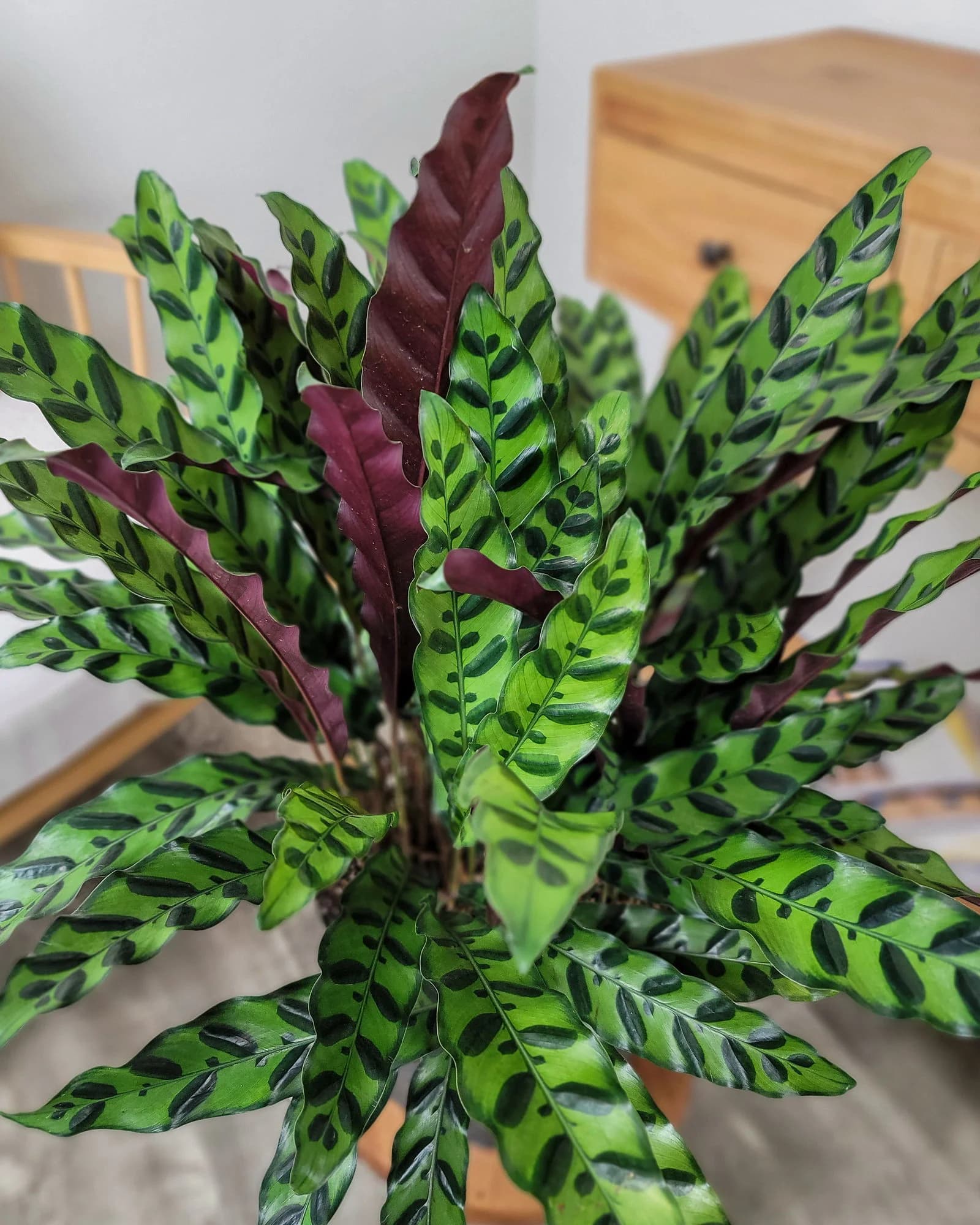 Rattlesnake Calathea