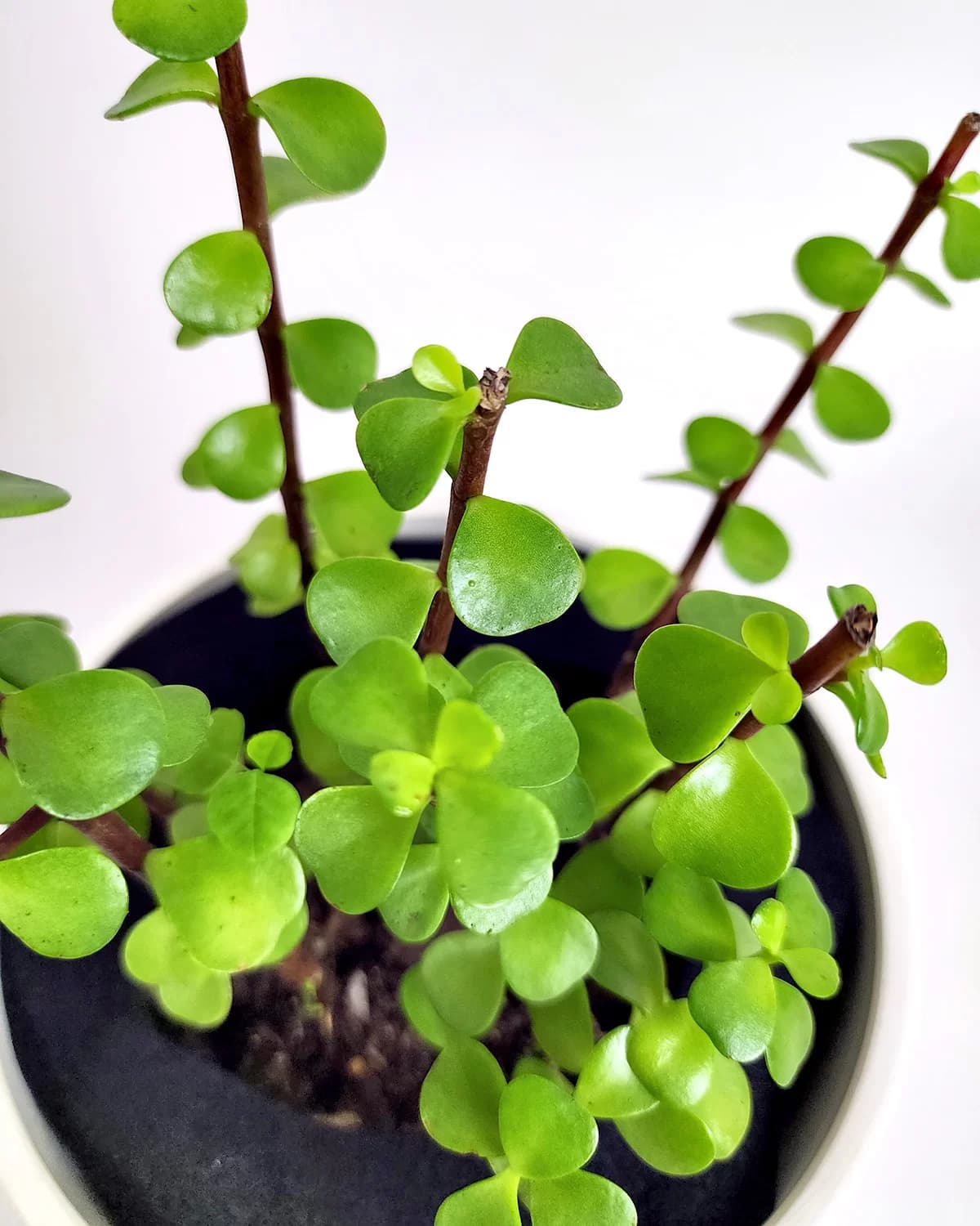 Elephant Bush Plant - thumbnail 2
