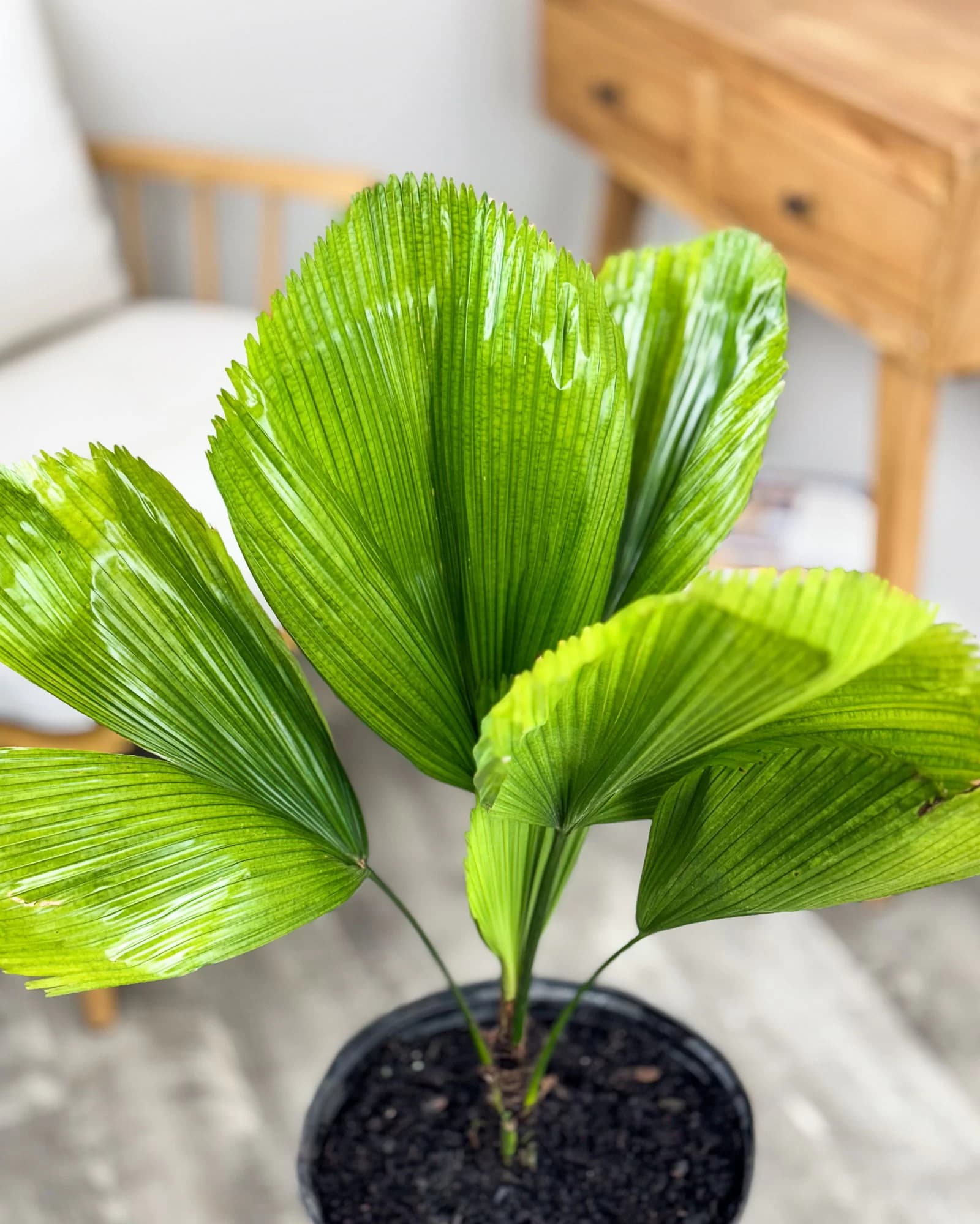 Licuala Grandis Palm