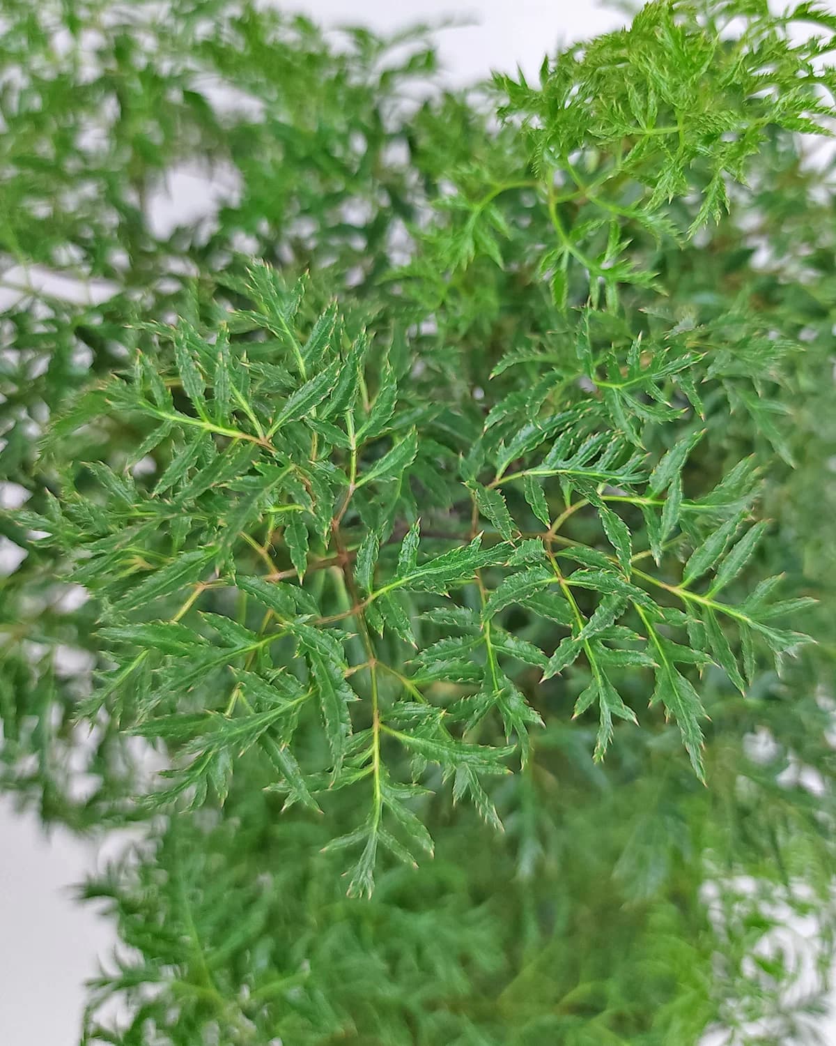 Ming Aralia - thumbnail 2