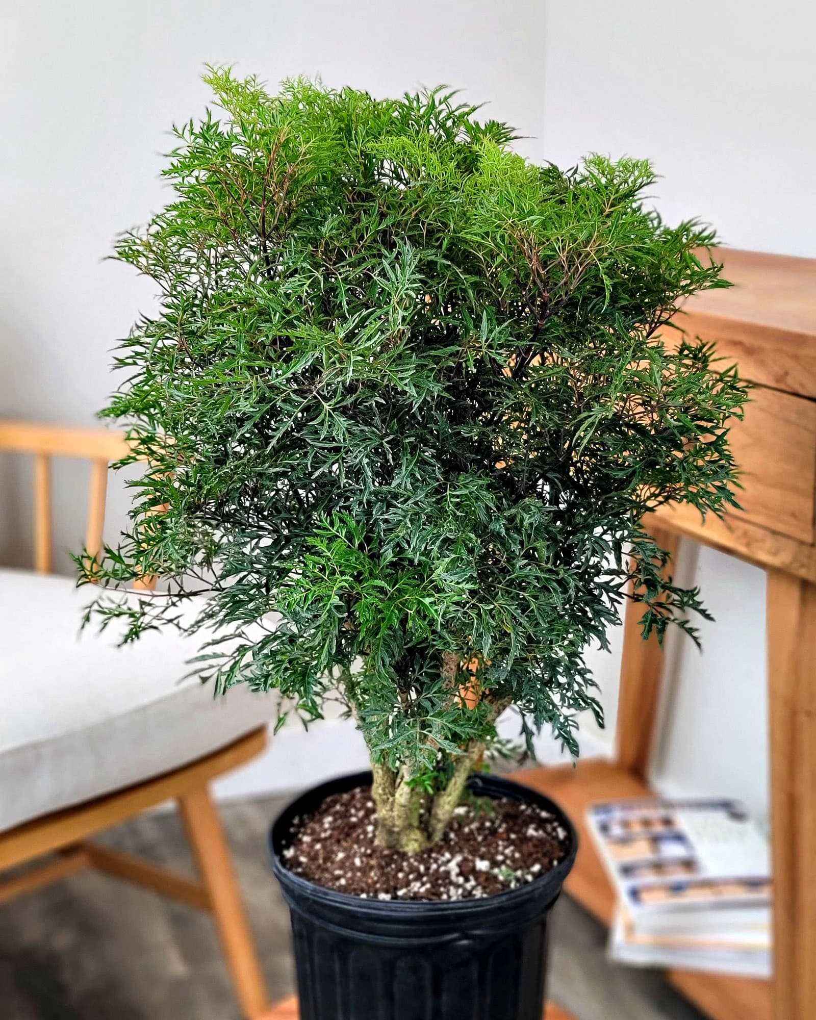 Ming Aralia