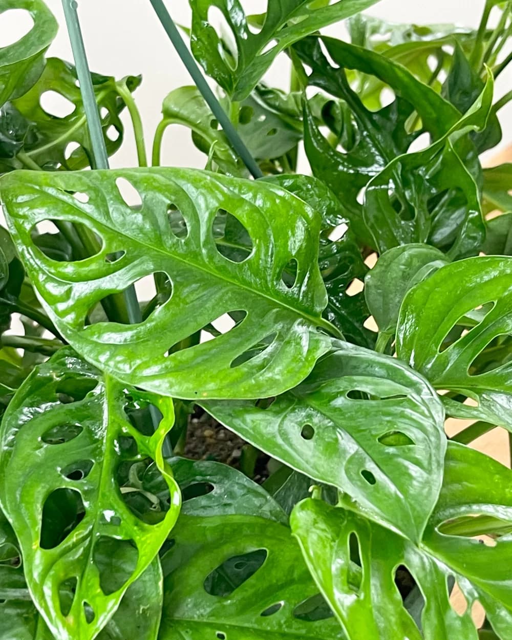 Monstera adansonii - thumbnail 2