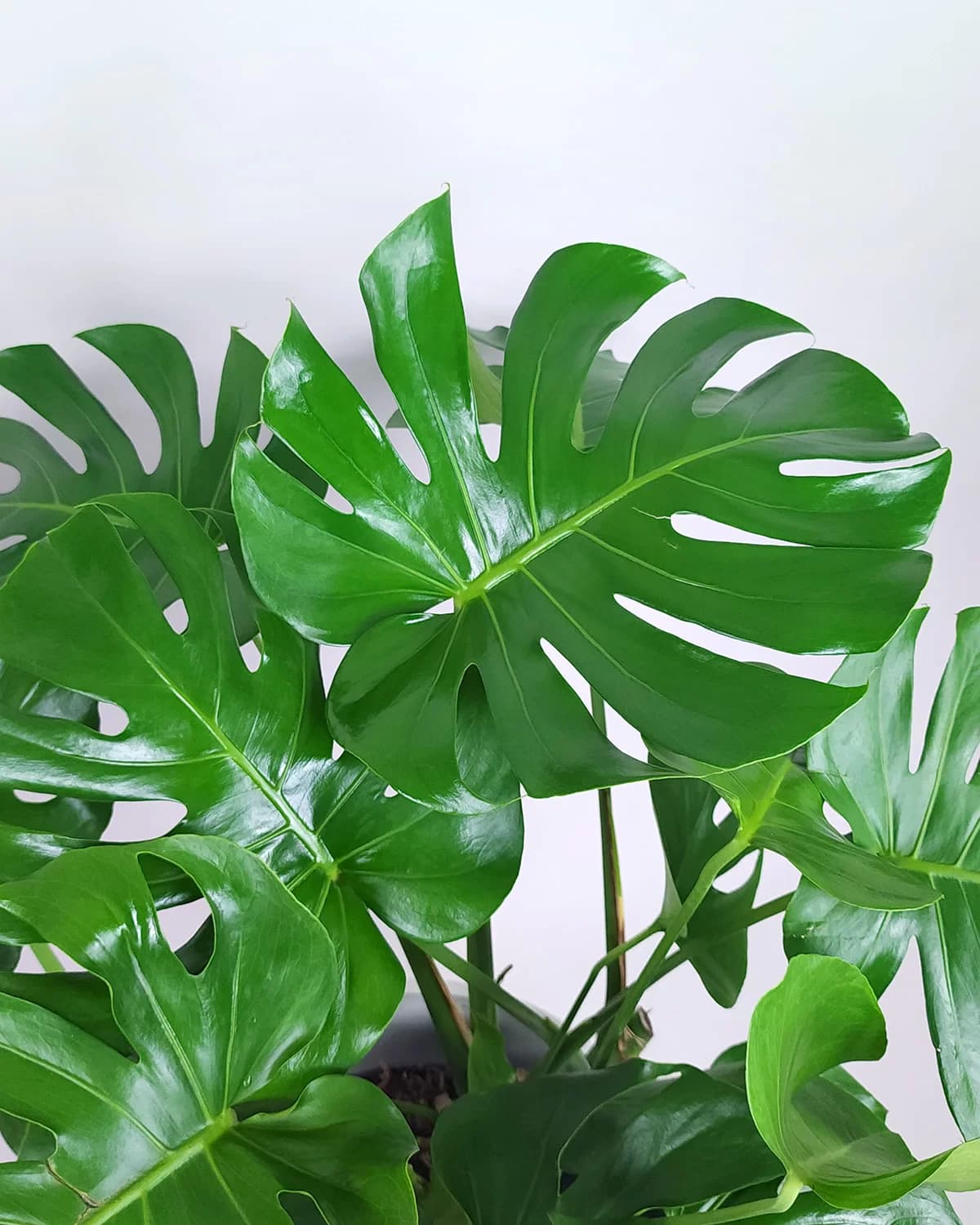 Monstera deliciosa - thumbnail 2
