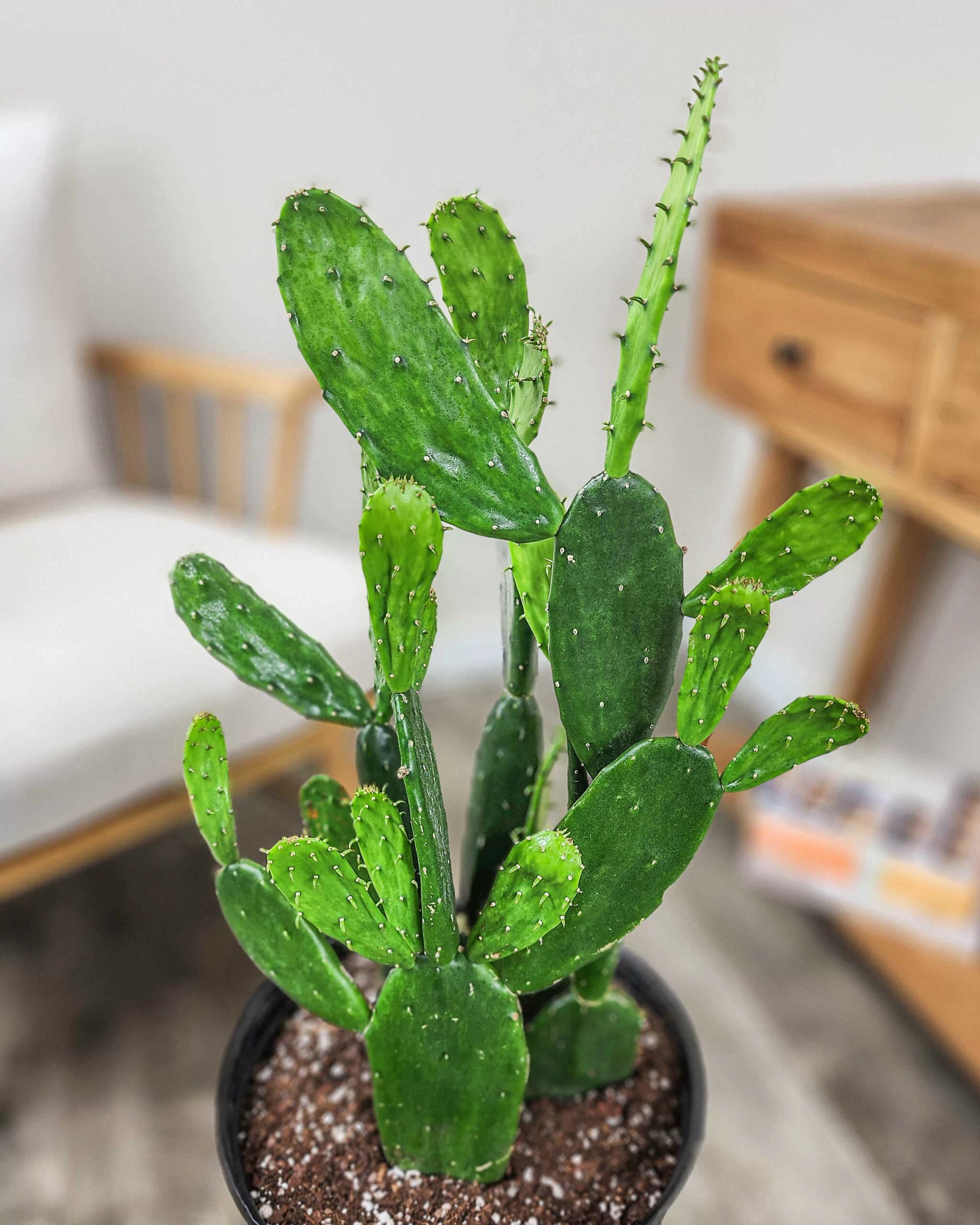 Prickly Pear Cactus