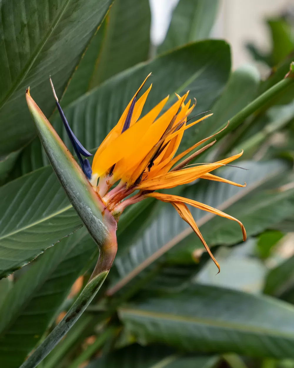 Orange Bird of Paradise