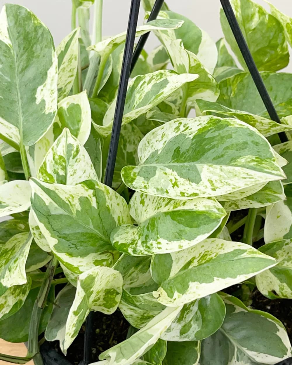 Pearls & Jade Pothos - thumbnail 2