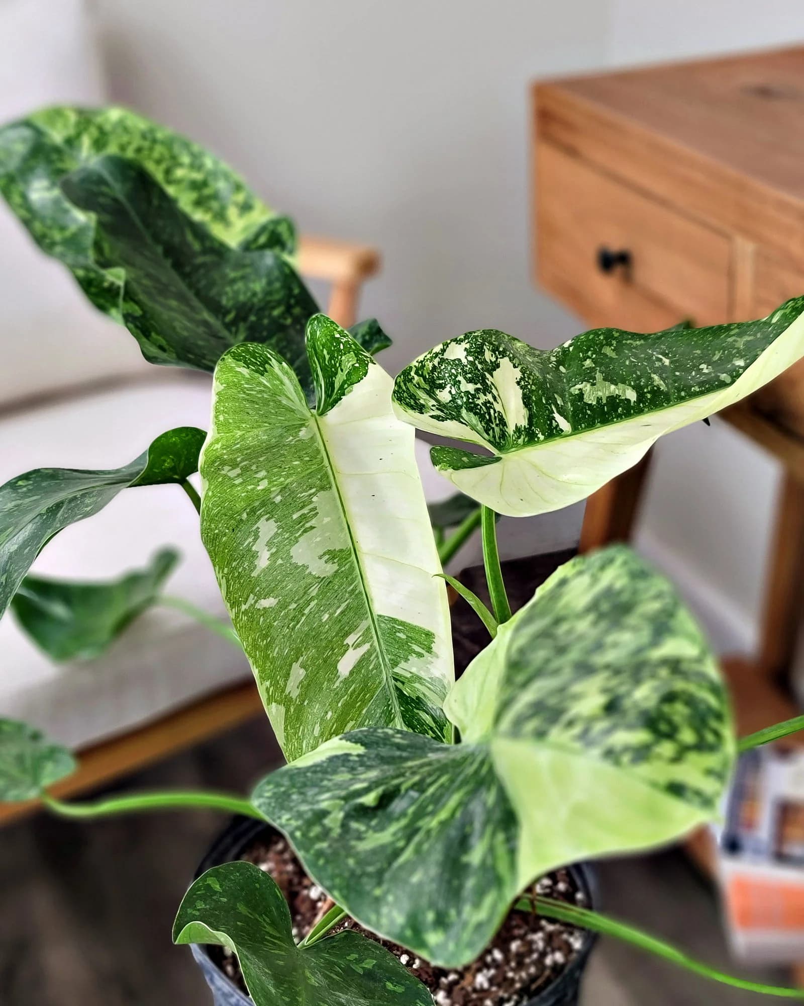 Philodendron ‘Jose Buono’