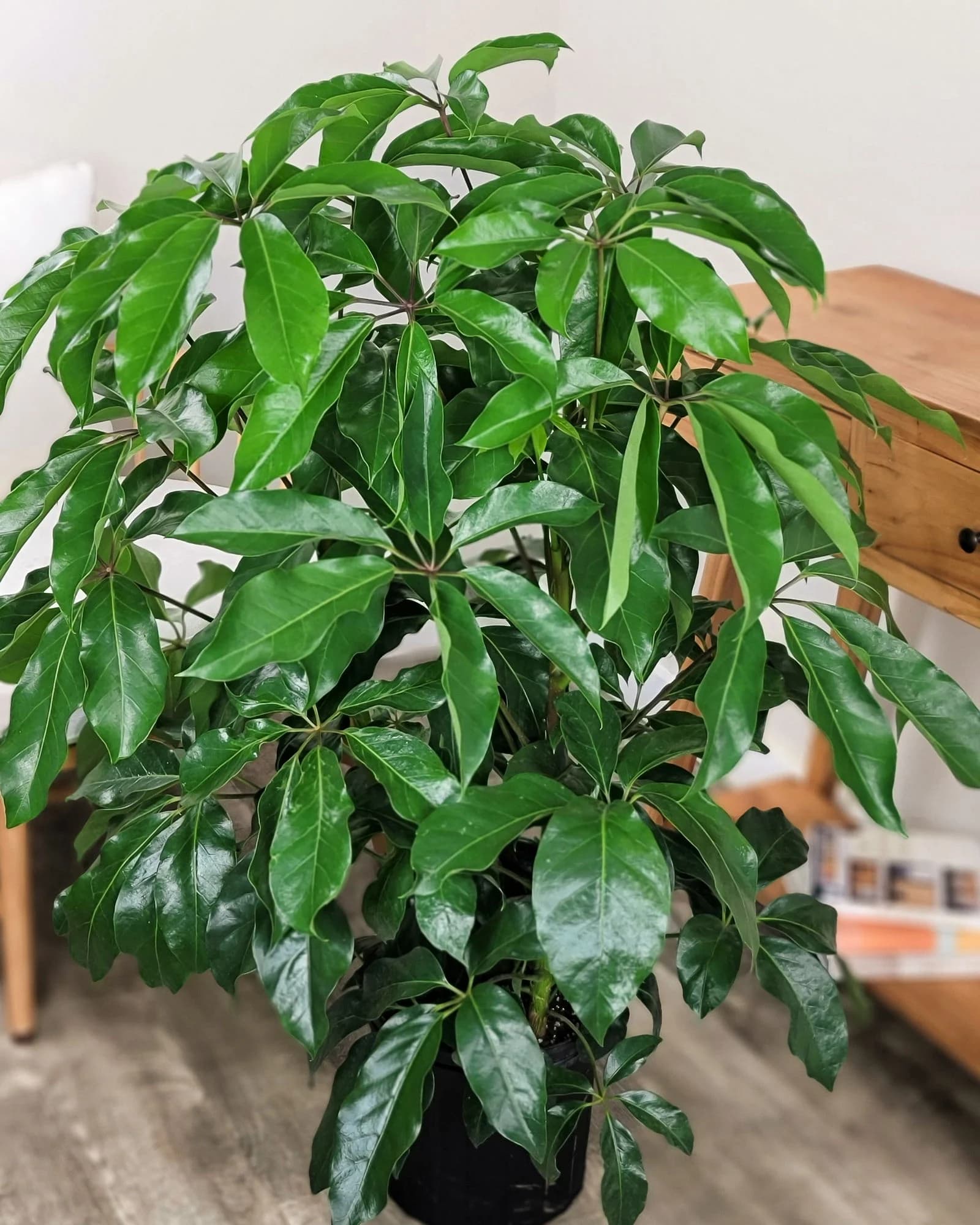 Schefflera ‘Amate’
