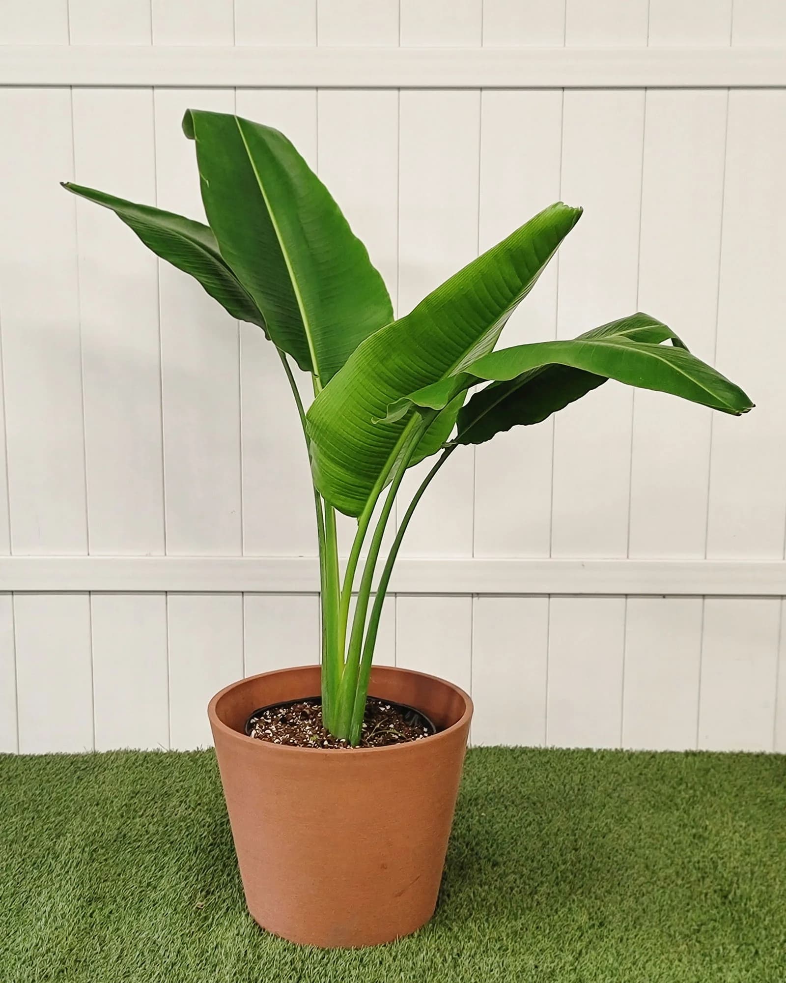 Traveler’s Palm