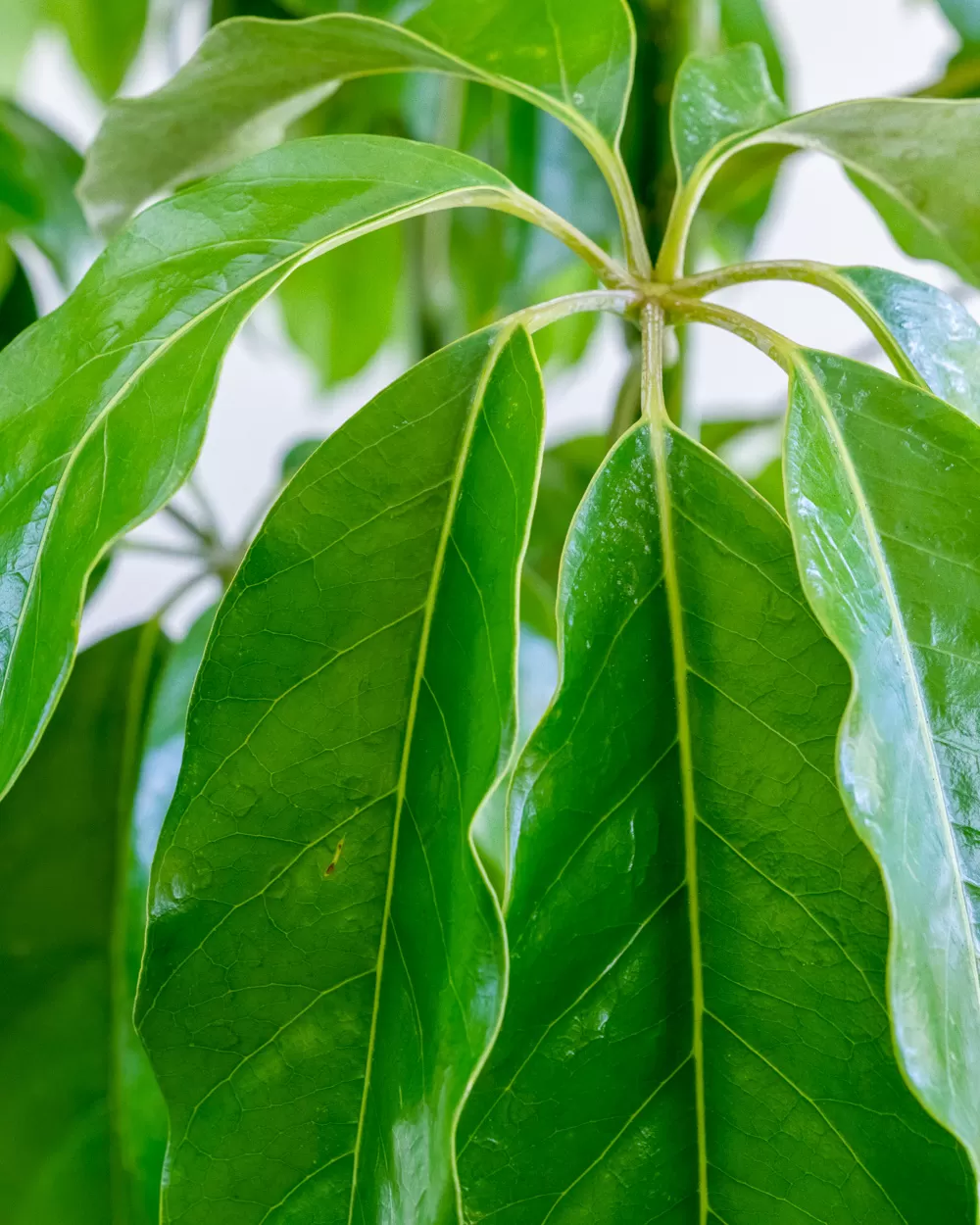 Schefflera ‘Amate’ - thumbnail 2