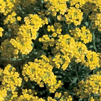 Alyssum - thumbnail 2