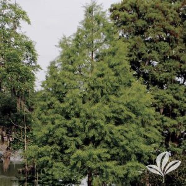 Bald Cypress Trees Fort Worth