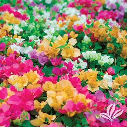 Bougainvillea
