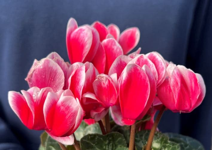 Cyclamen