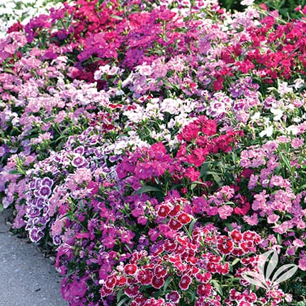 Perennial Dianthus