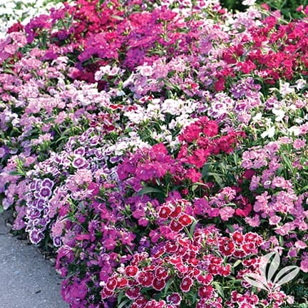 Dianthus