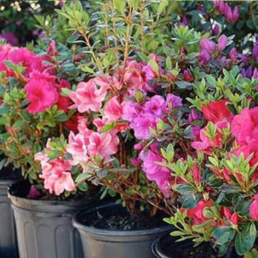 Encore Azalea – 3 Gallon