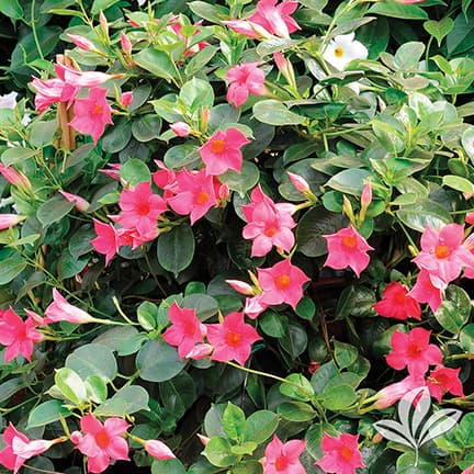 Mandevilla