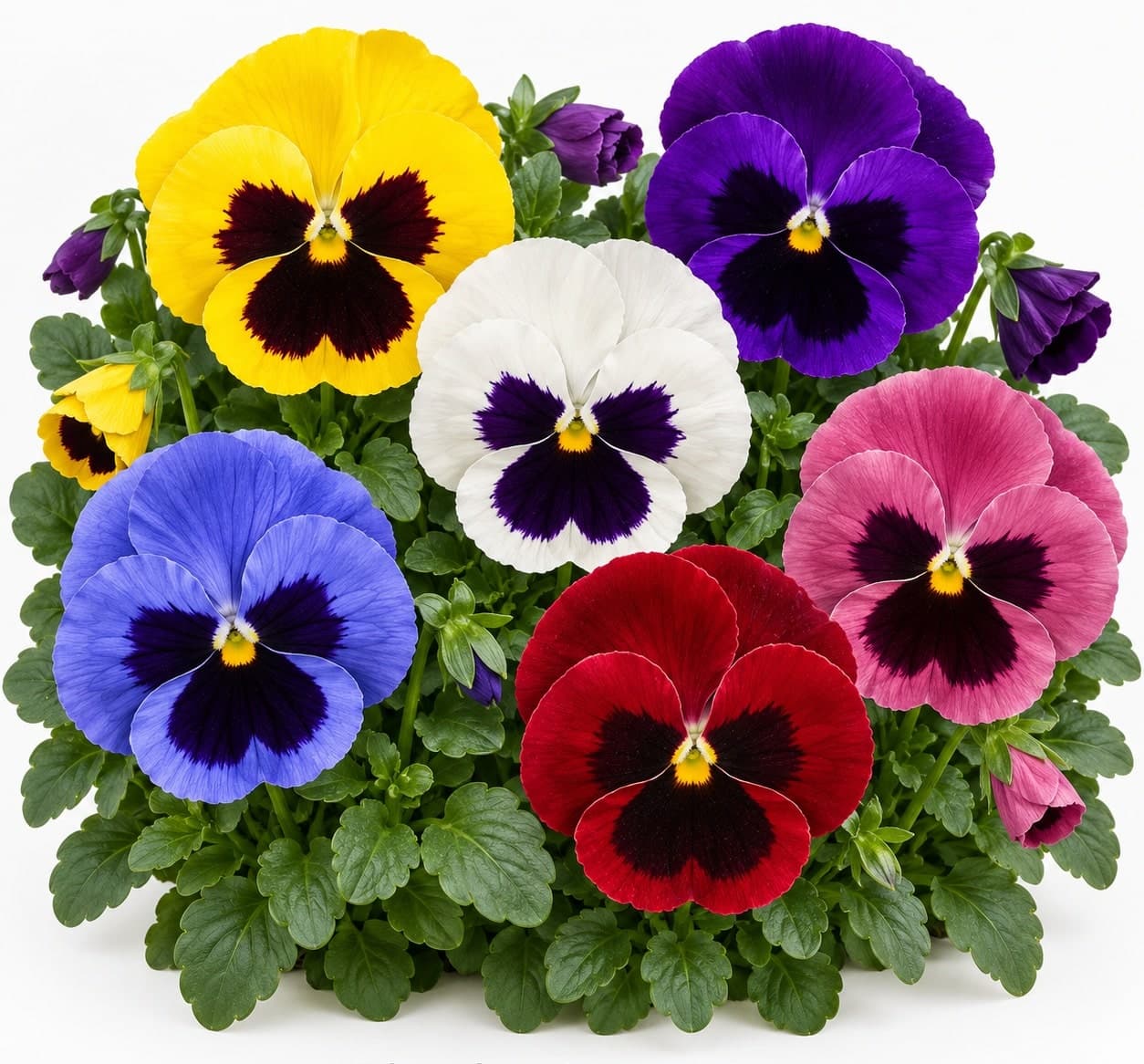 Pansies – Euless and Benbrook