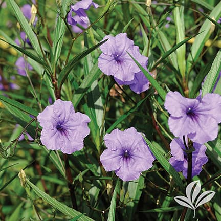 Mexican Petunia