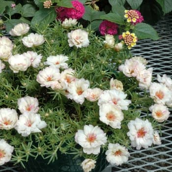 Moss Rose