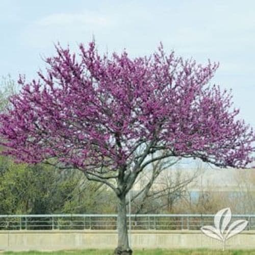 Redbud Trees in Fort Worth