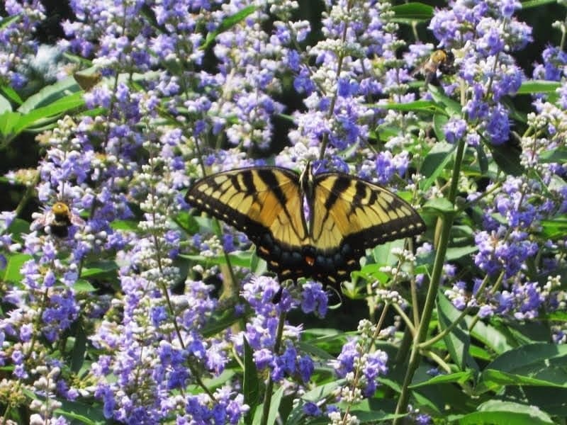 Vitex in Fort Worth - thumbnail 2