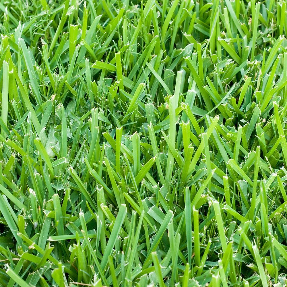 Raleigh St. Augustine Grass Pallets - thumbnail 2