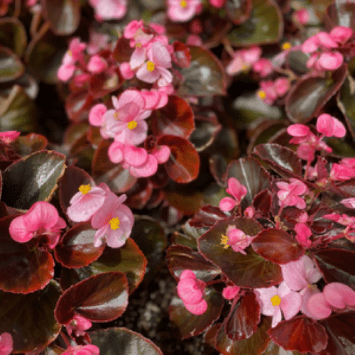 Begonias in Fort Worth