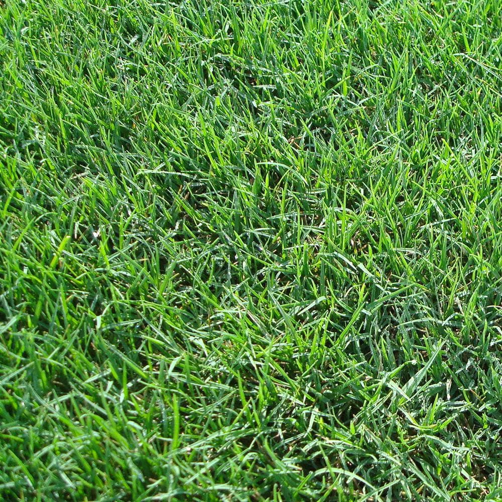 Bermuda Grass Sod Pallet - thumbnail 2