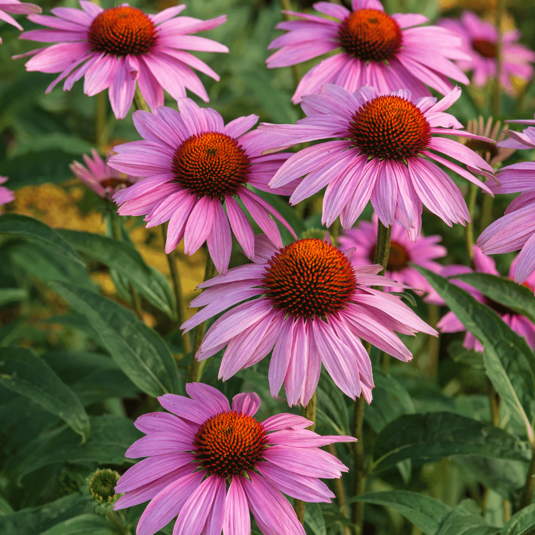Coneflower Near Fort Worth