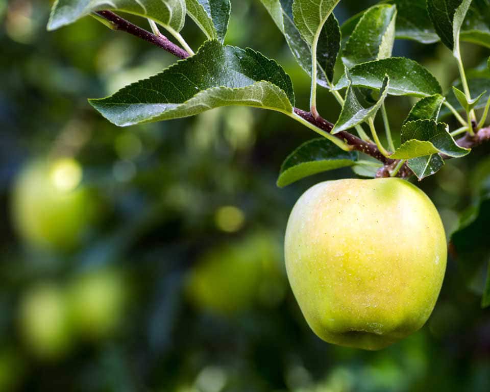 Golden Delicious Apple Trees