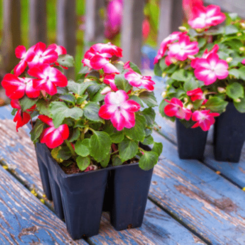 Impatiens in Fort Worth - thumbnail 2