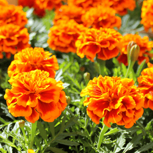 Marigolds in Fort Worth