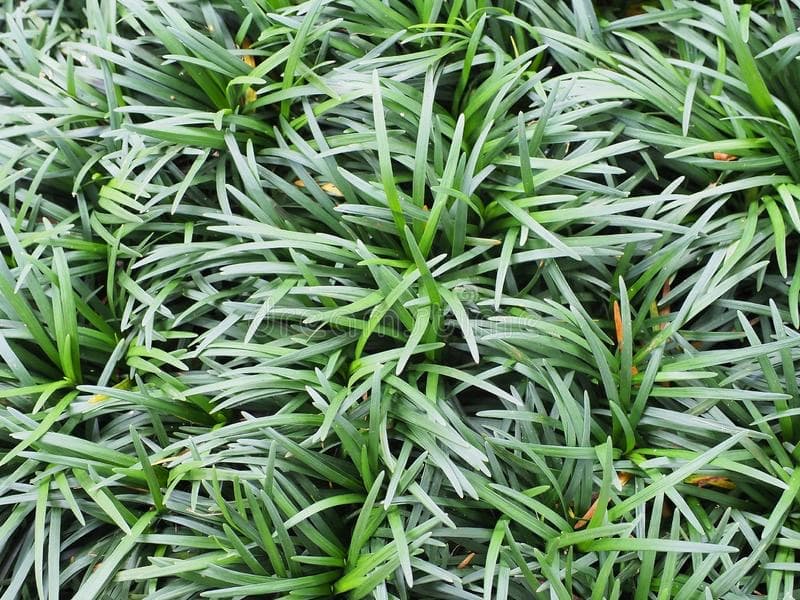 Mondo Grass