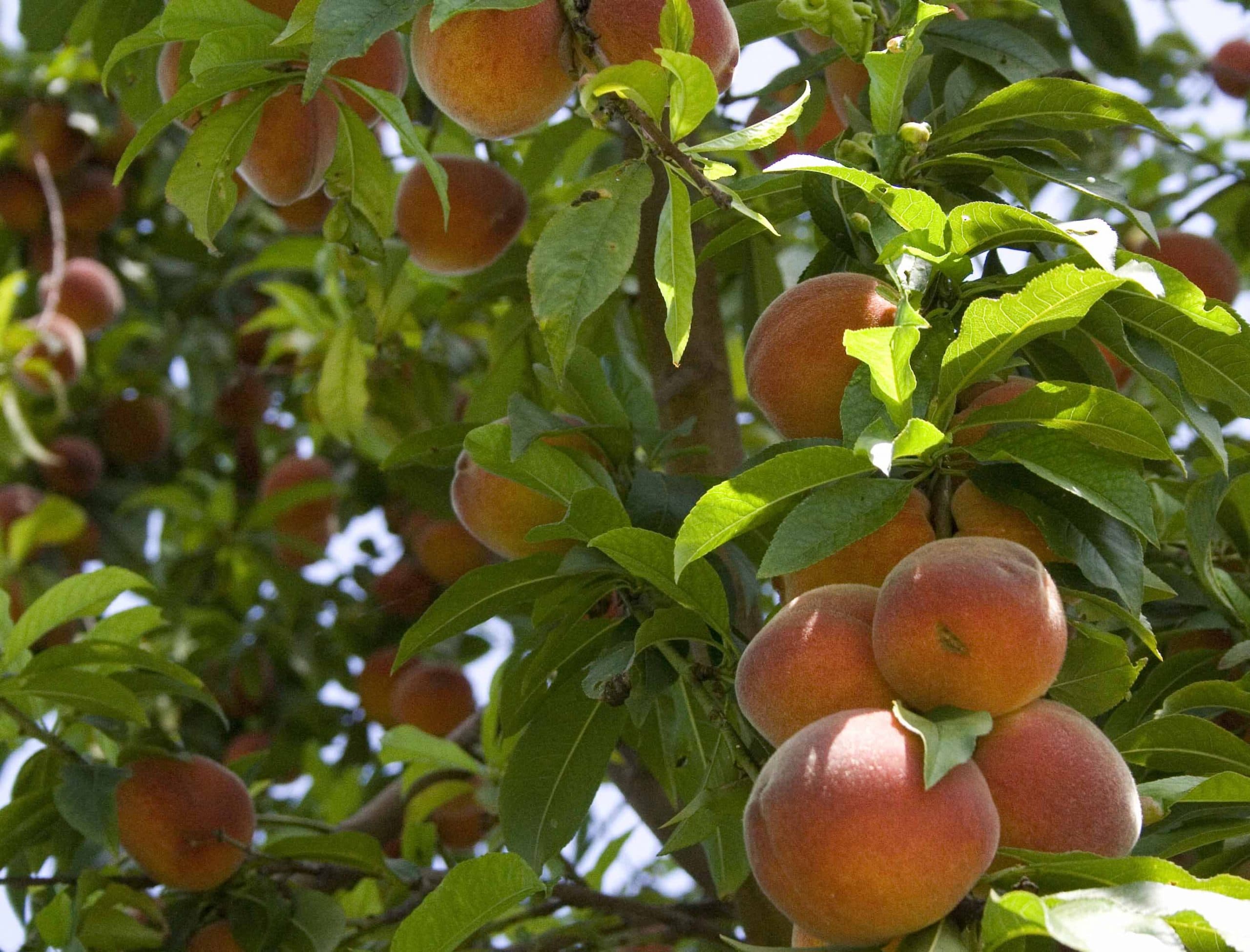 Peach Trees