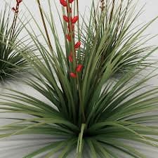 Red Yucca in Fort Worth: A Beautiful, Drought-Tolerant Landscape Favorite - thumbnail 2