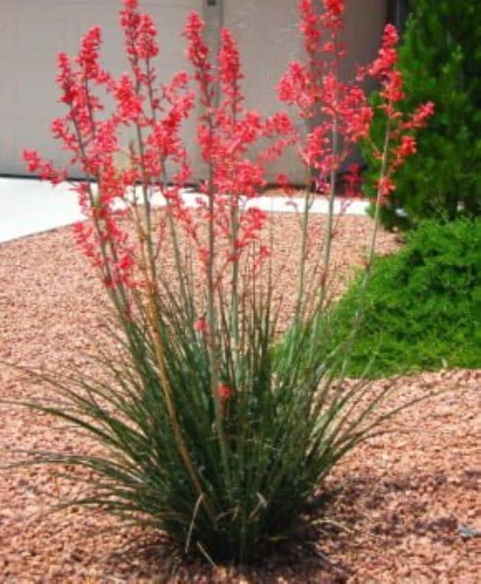Red Yucca in Fort Worth: A Beautiful, Drought-Tolerant Landscape Favorite