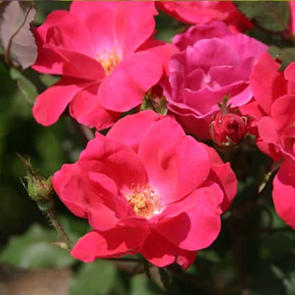 Rose Bushes